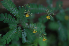 Biophytum candolleanum